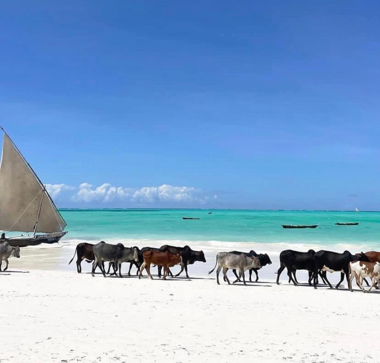 Your Zanzibar Place Paje Zewnętrze zdjęcie